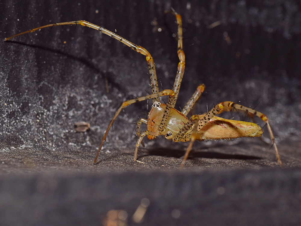 Spider4.jpg