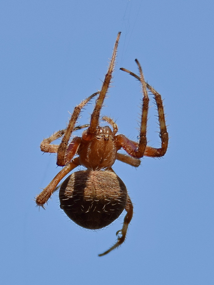 Spider4.jpg