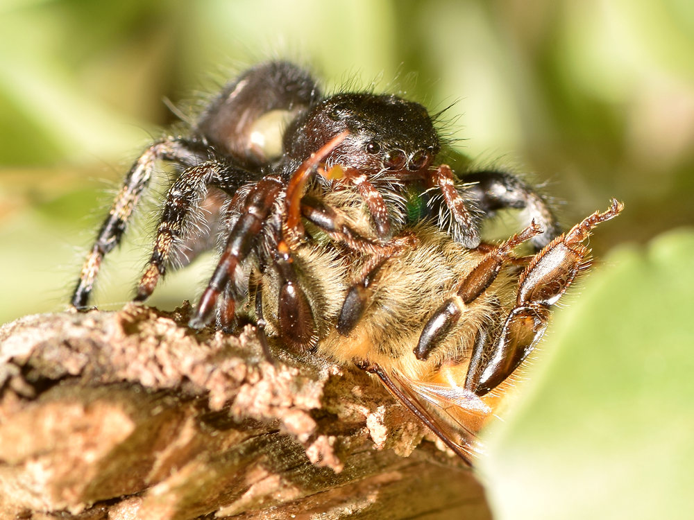 Spider4.jpg