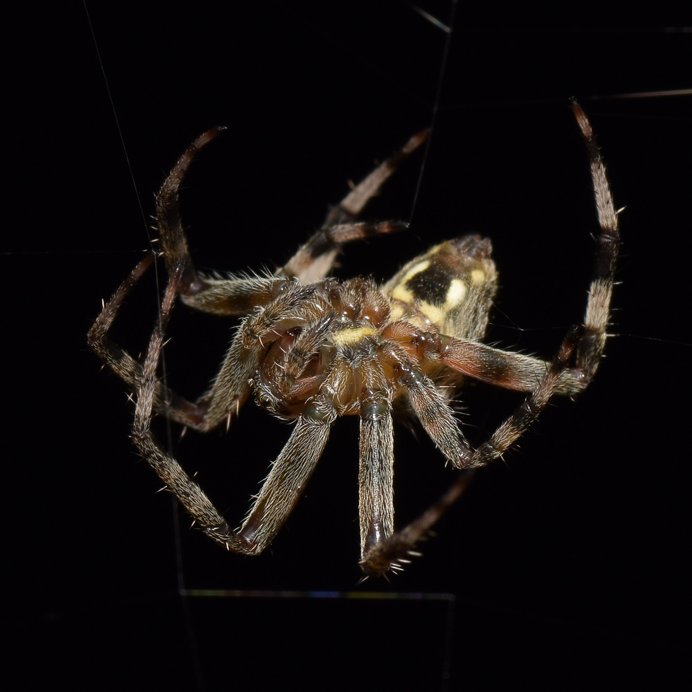 Spider4.jpg