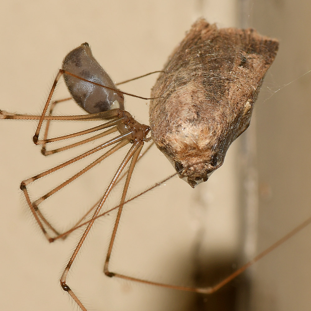 Spider4.jpg