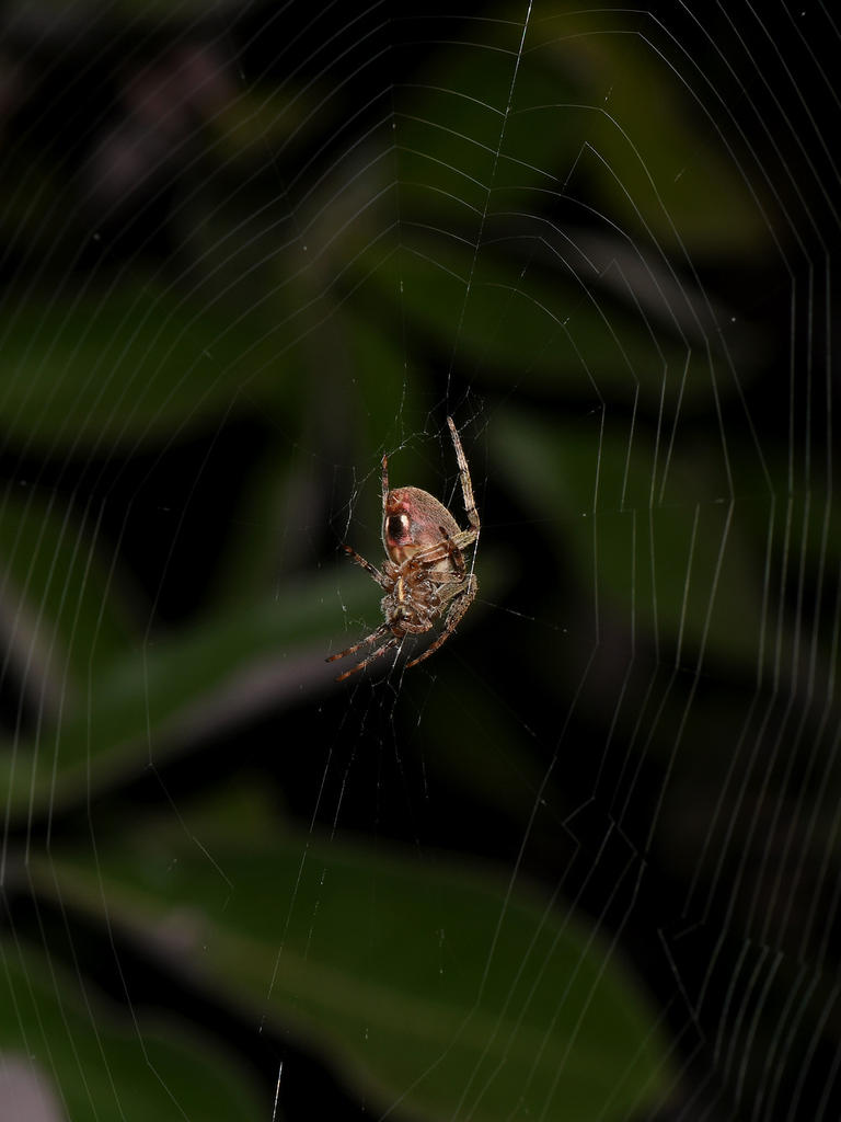 Spider4.jpg