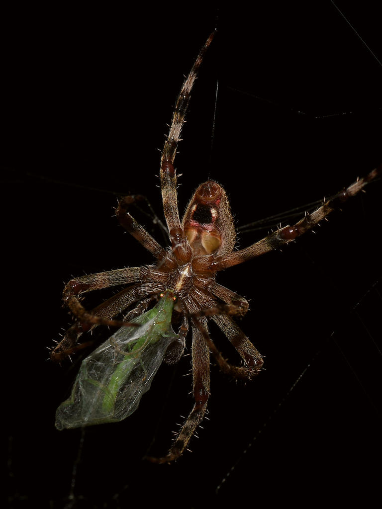 Spider4.jpg