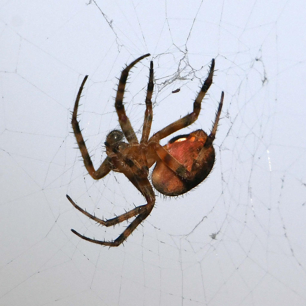 Spider4.jpg
