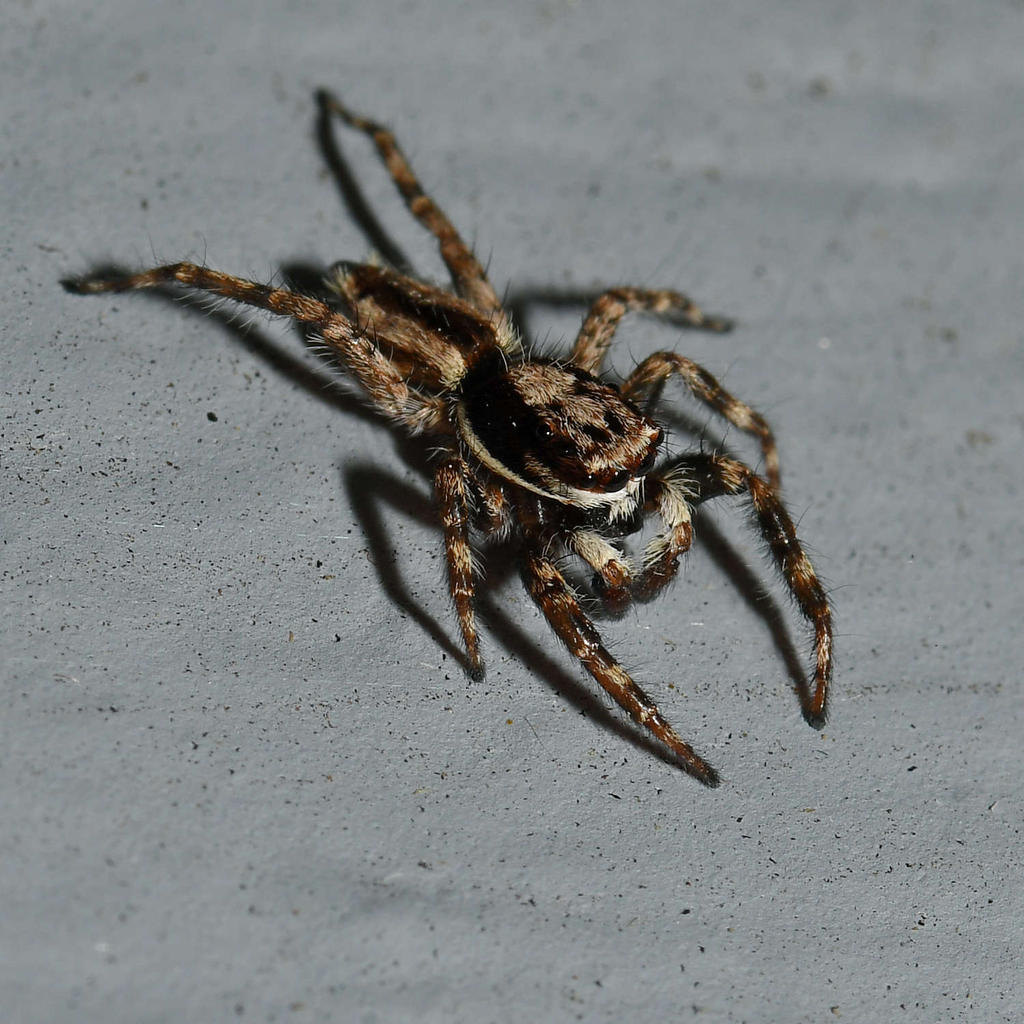 Spider4.jpg