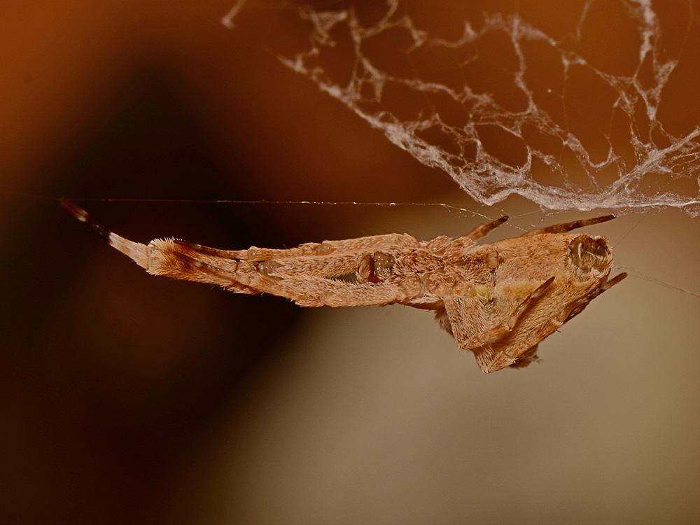 Spider5.jpg