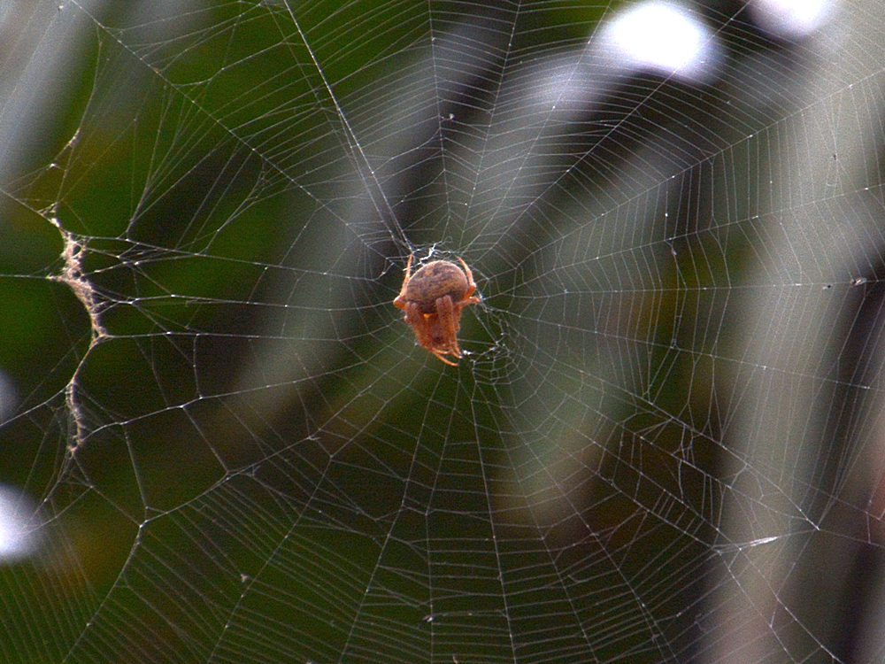 Spider5.jpg