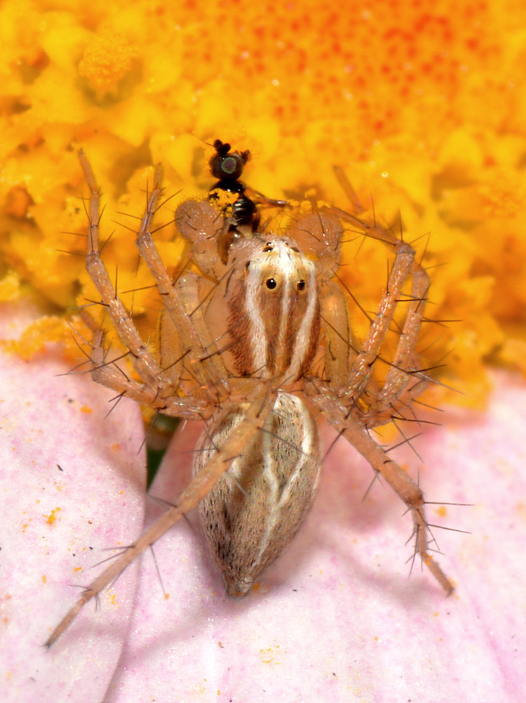 Spider5.jpg