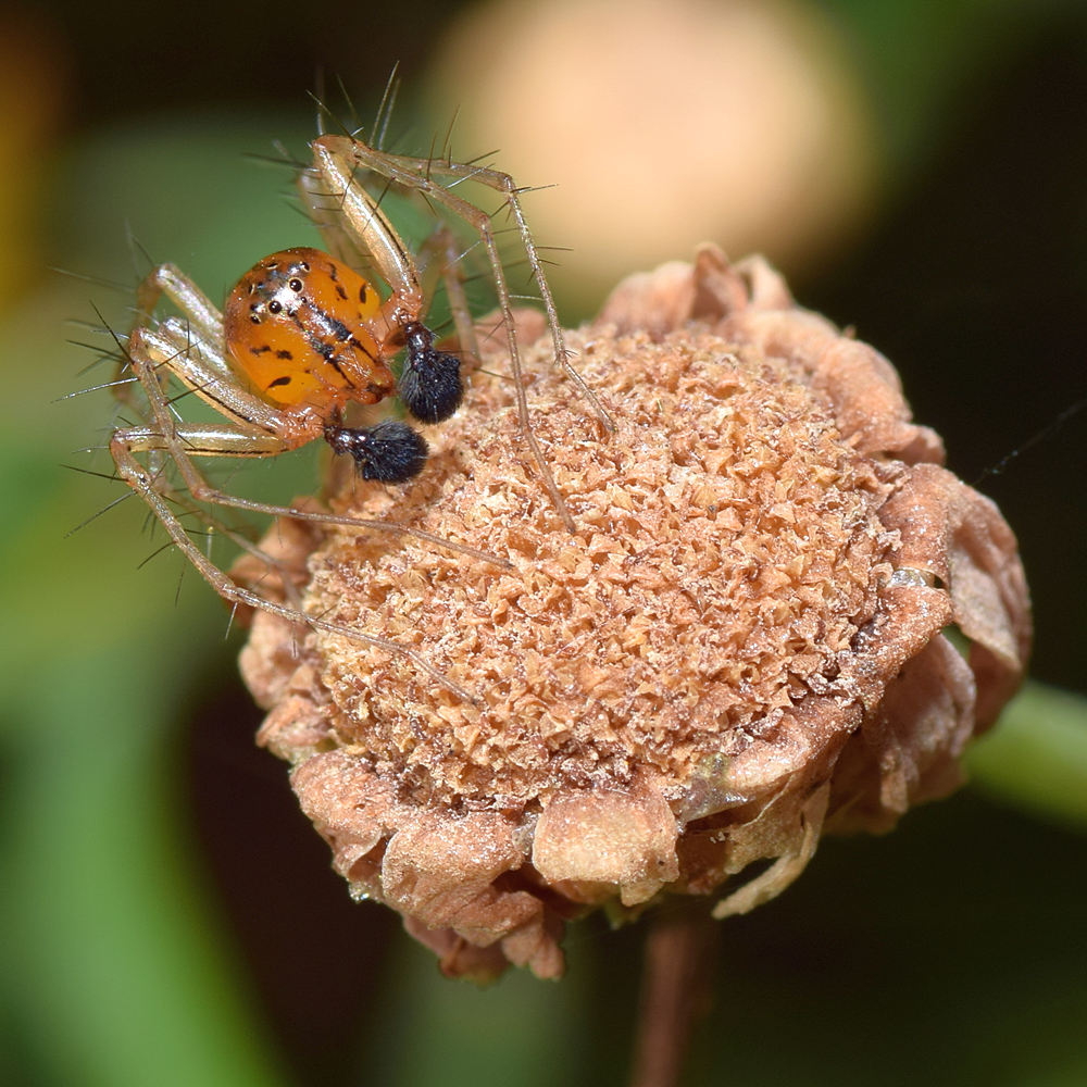 Spider5.jpg