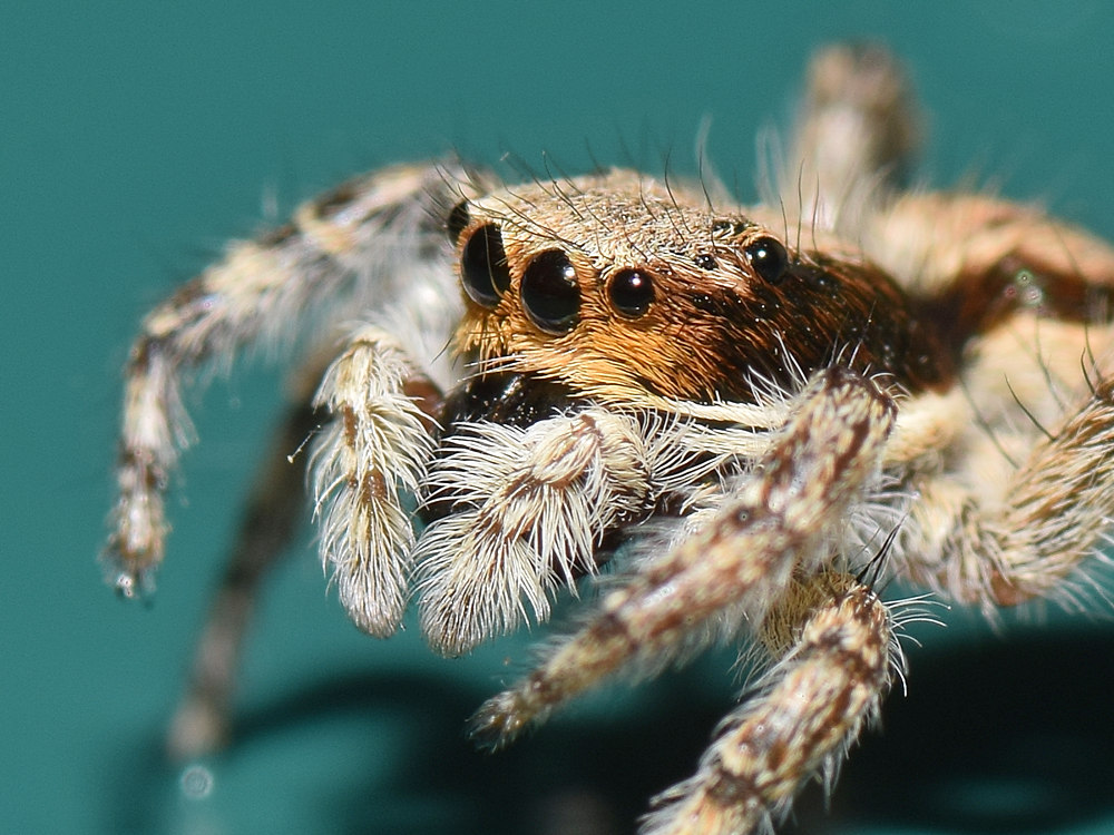Spider5.jpg