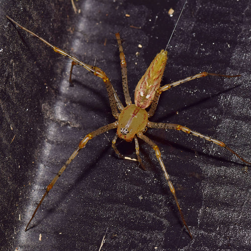 Spider5.jpg