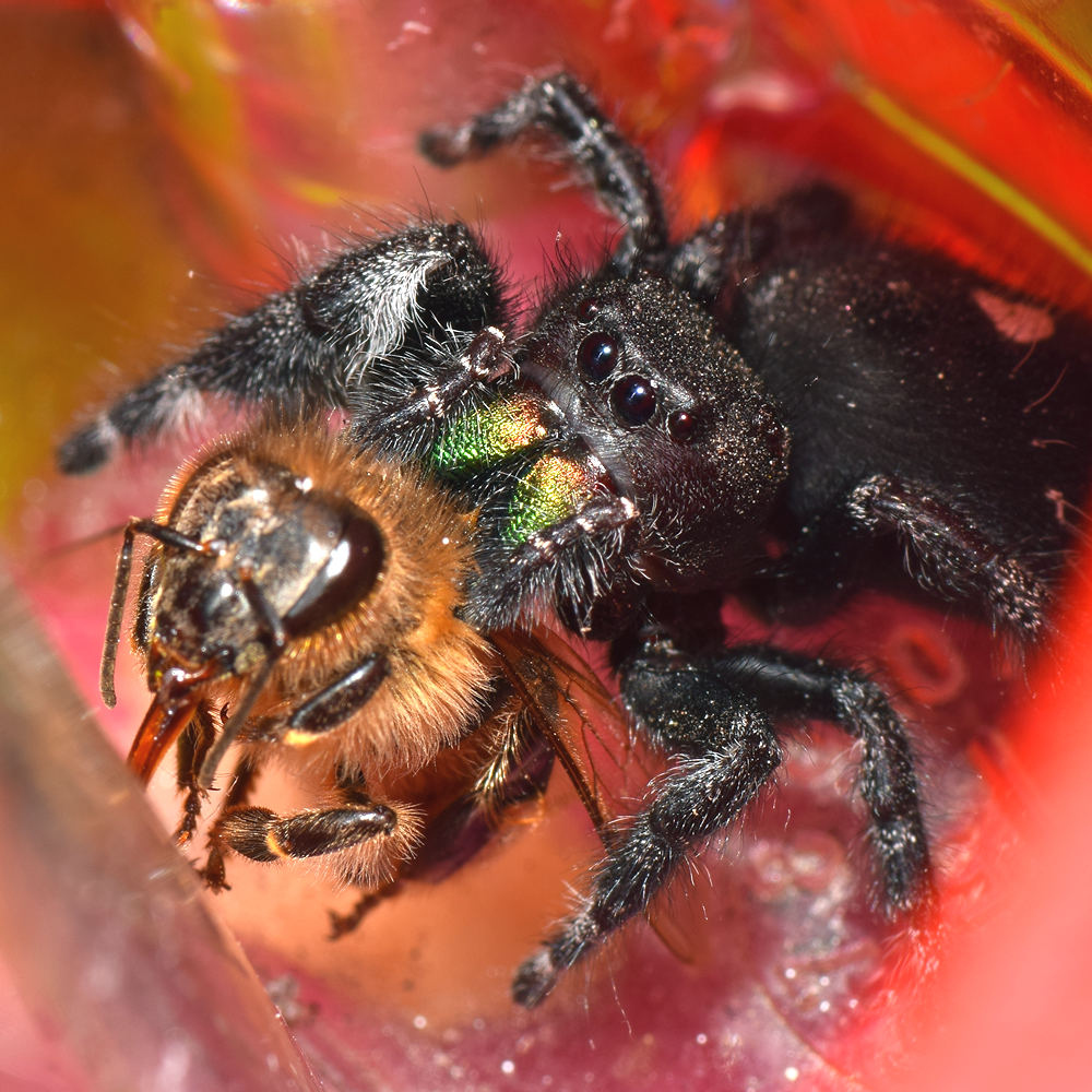 Spider5.jpg