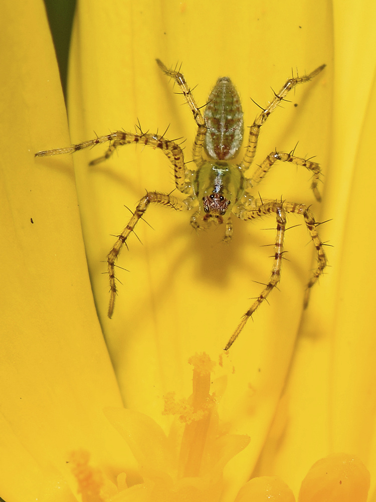 Spider5.jpg