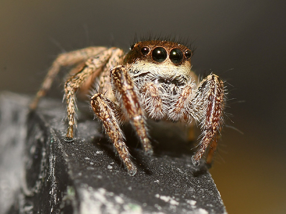 Spider5.jpg