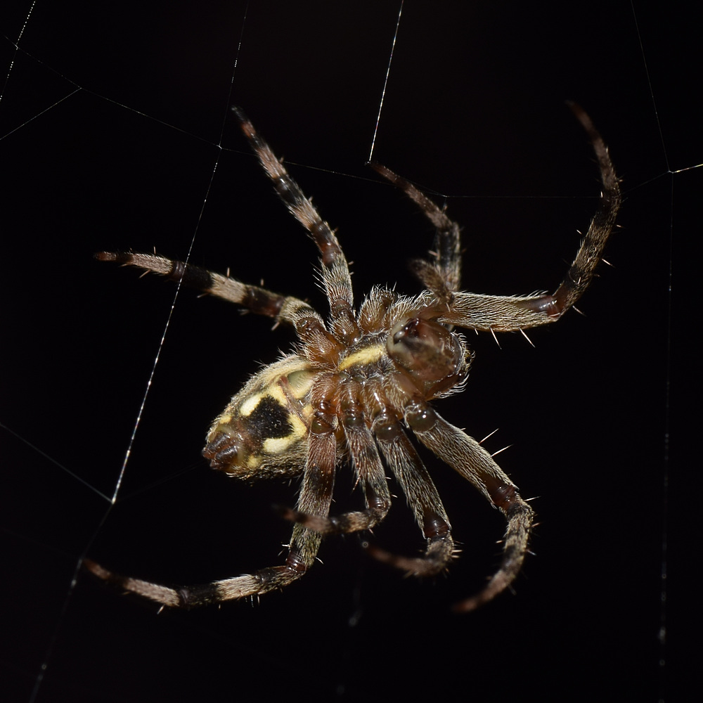 Spider5.jpg