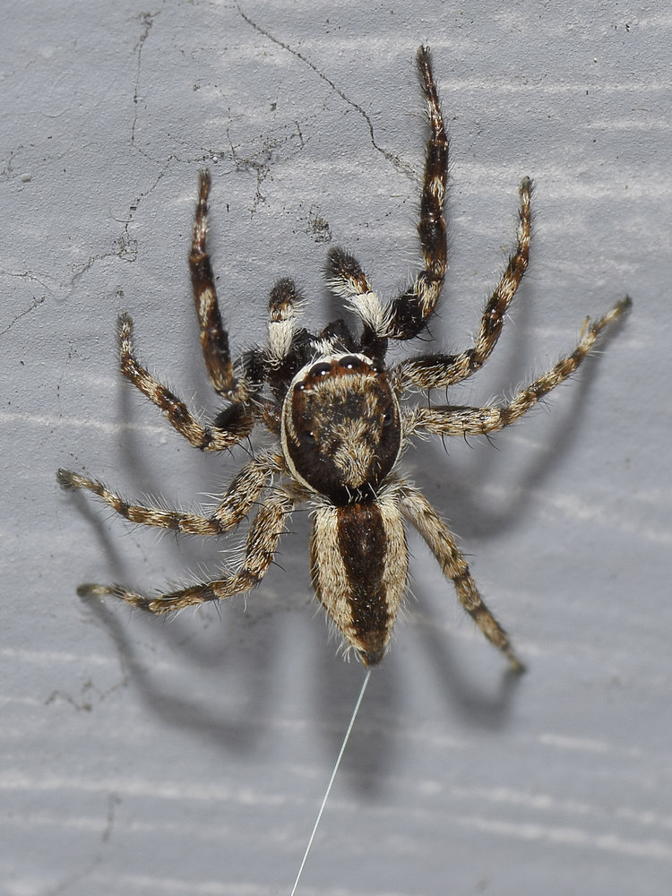 Spider5.jpg