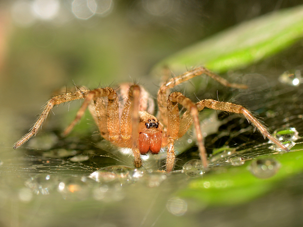 Spider6.jpg