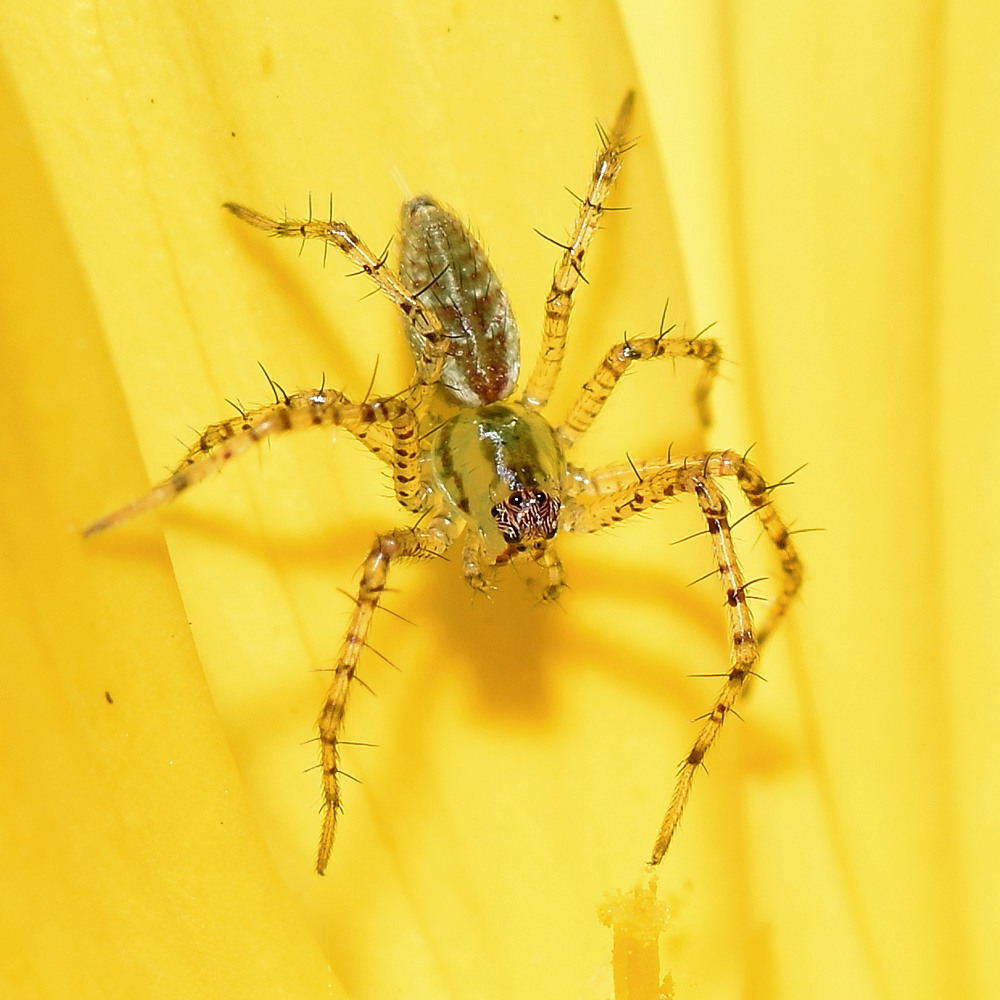 Spider6.jpg