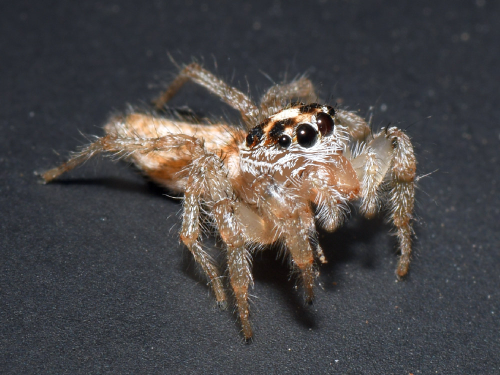 Spider6.jpg