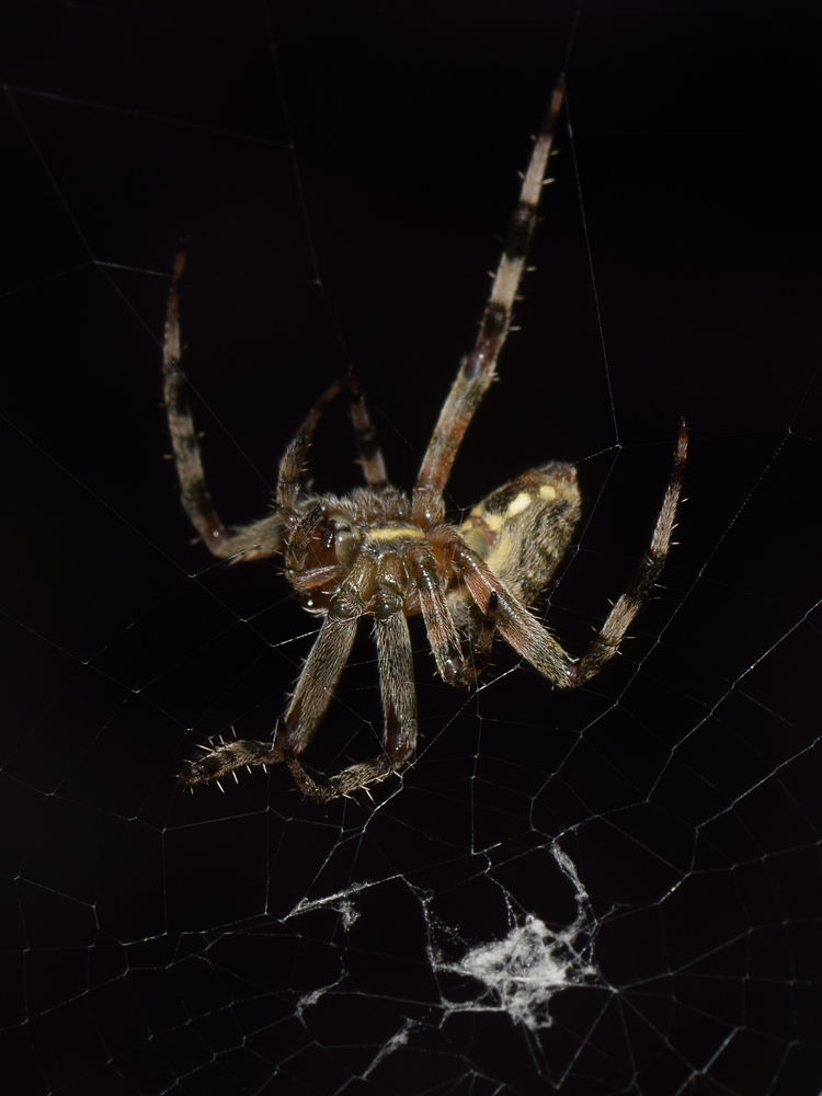 Spider6.jpg