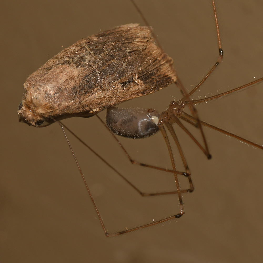 Spider6.jpg