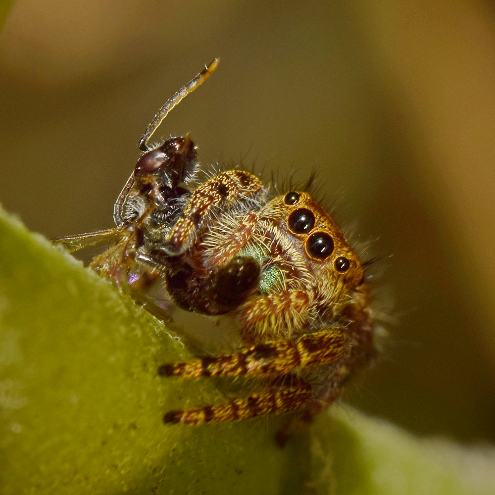 Spider7.jpg