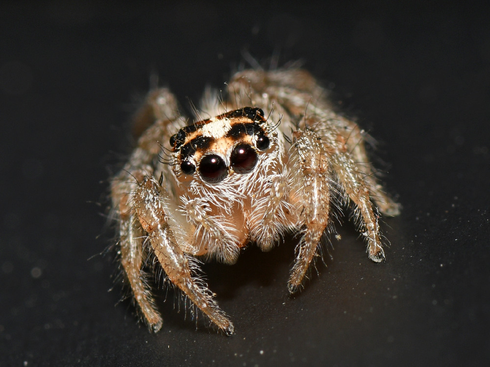Spider7.jpg