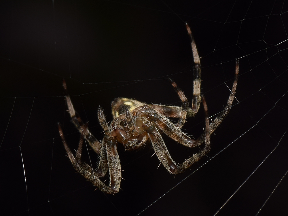 Spider7.jpg