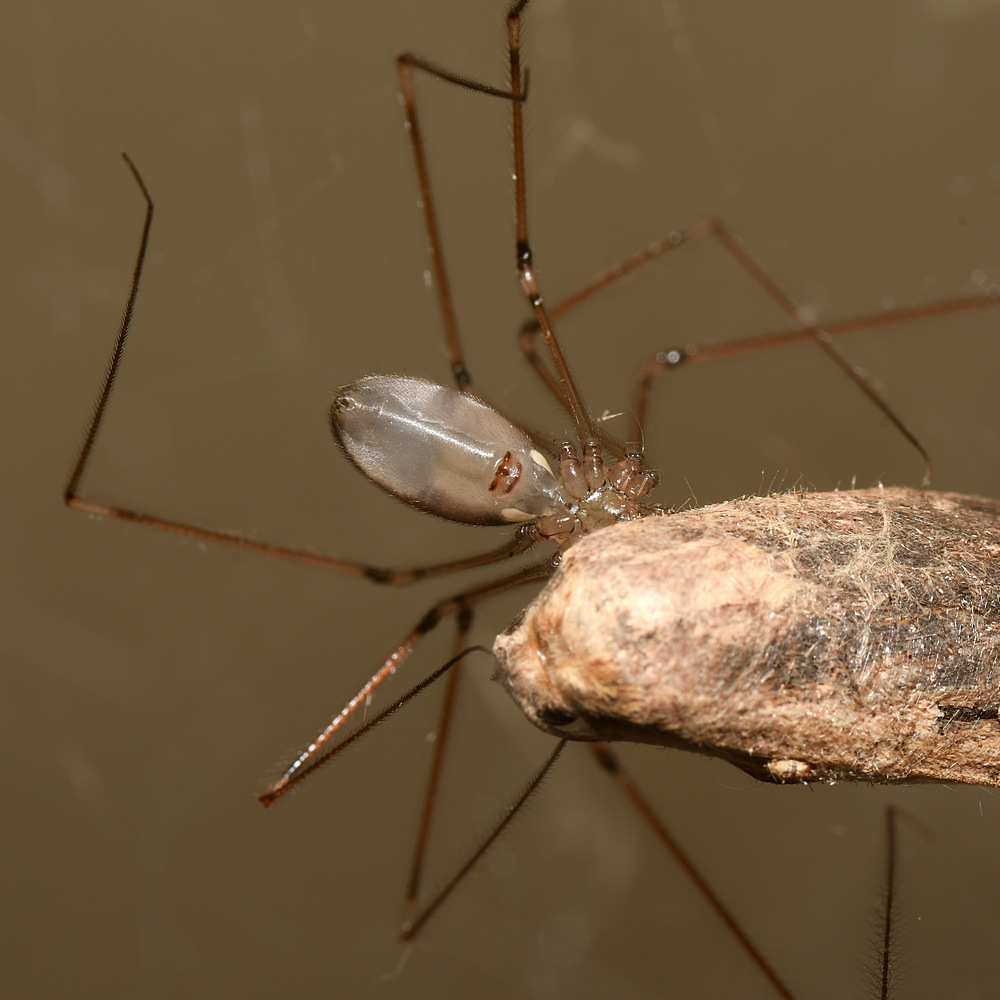 Spider7.jpg