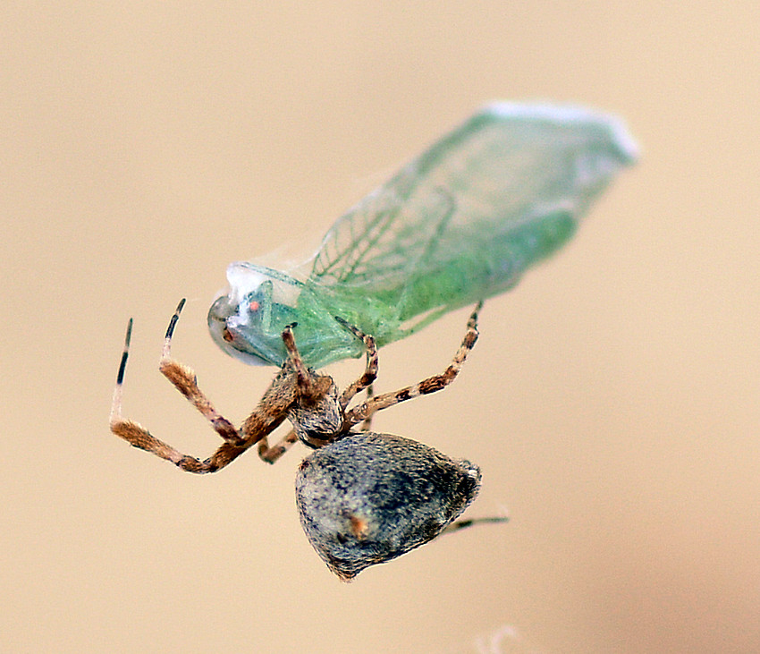 Spider7Jan2014_3.jpg