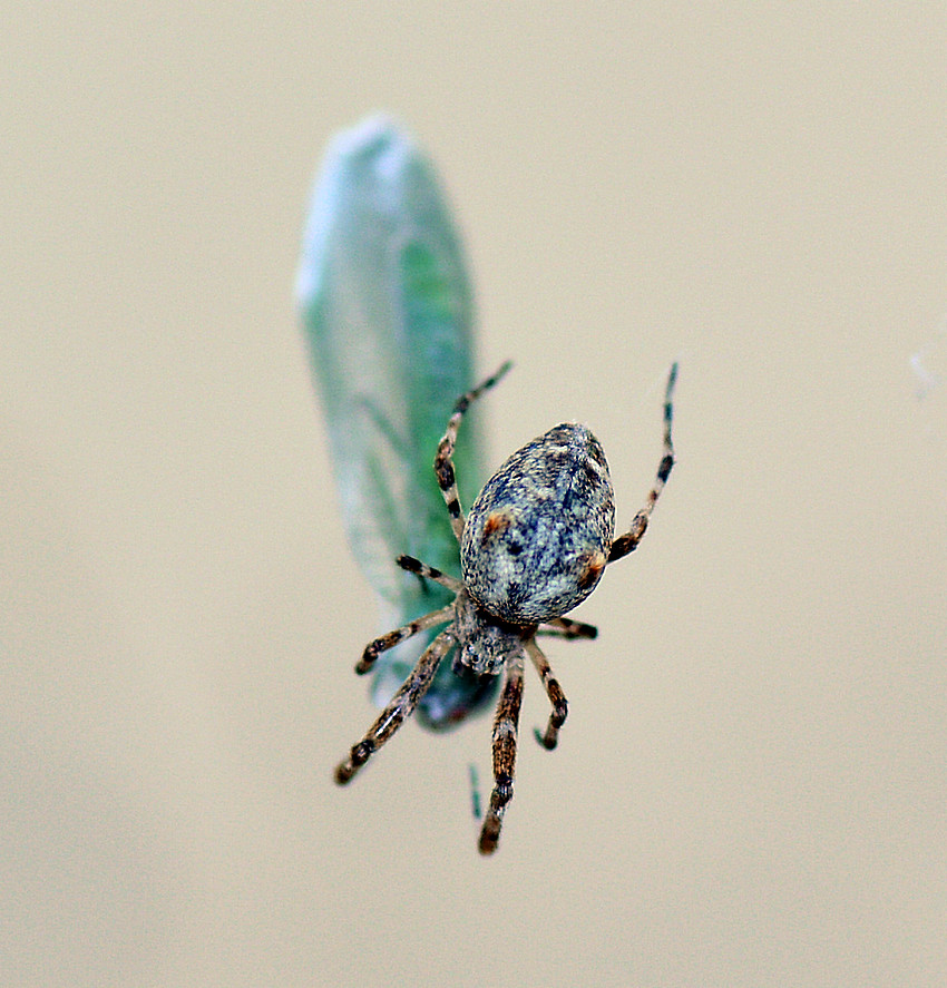 Spider7Jan2014_5.jpg