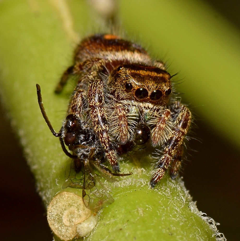 Spider8.jpg