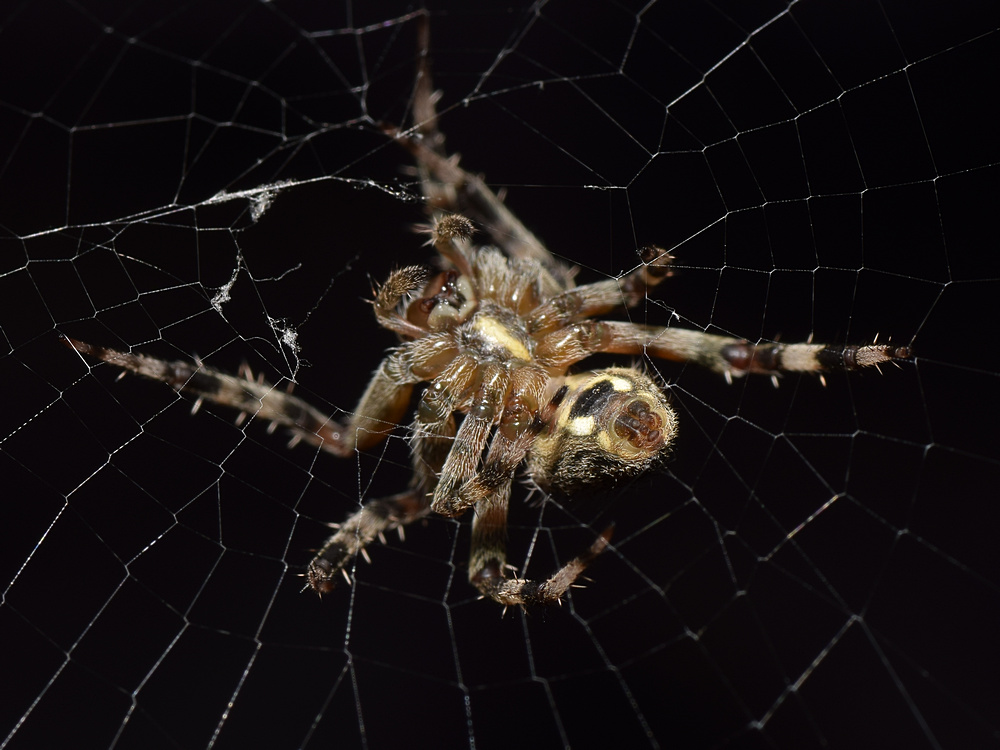 Spider8.jpg