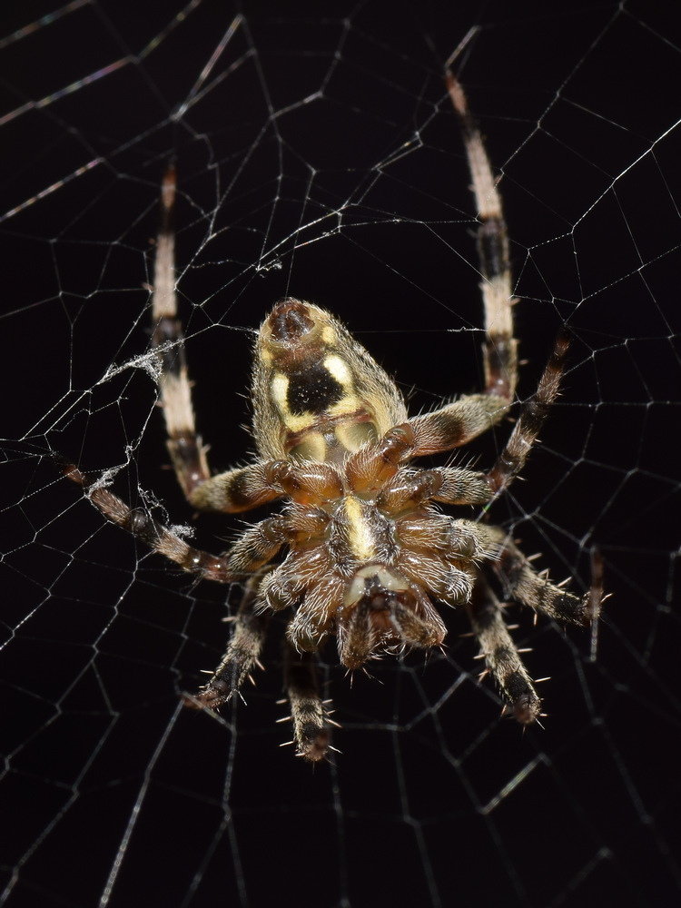 Spider9.jpg