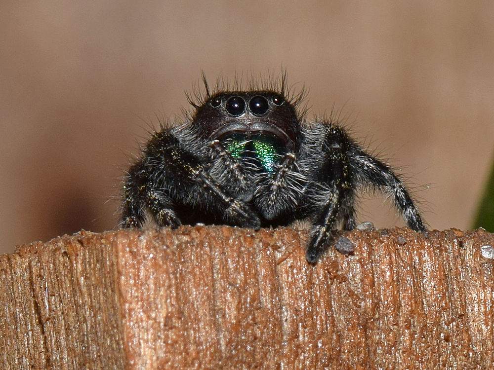 Spider_2.jpg