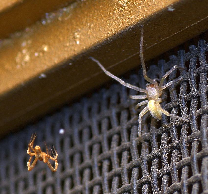 spider_2.jpg