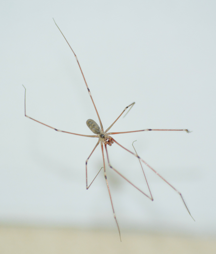 Spider_2.jpg