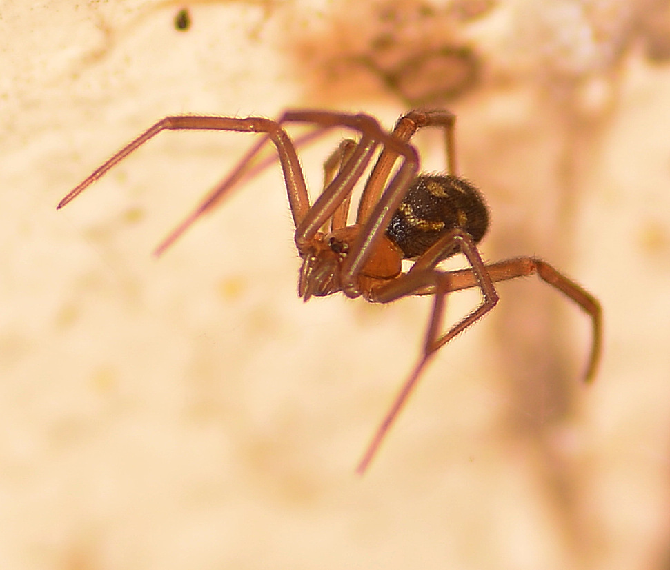 Spider_3.jpg