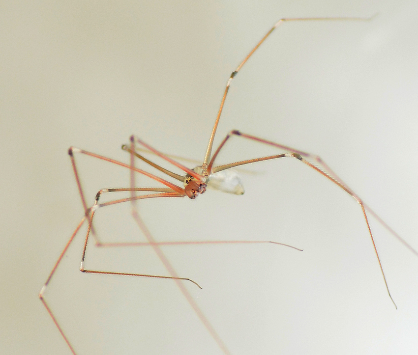 Spider_3.jpg