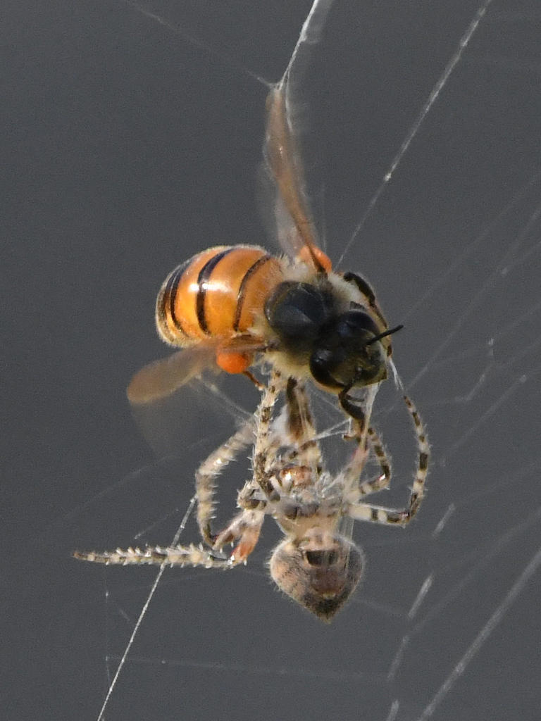 SpiderBee3.jpg