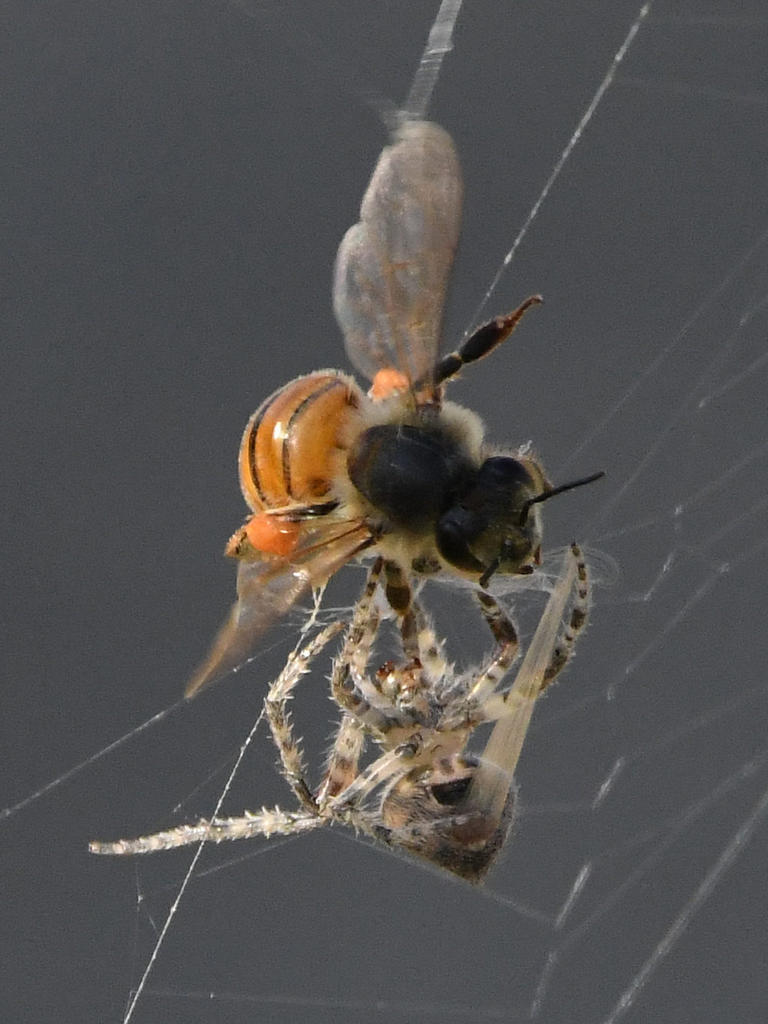 SpiderBee4.jpg