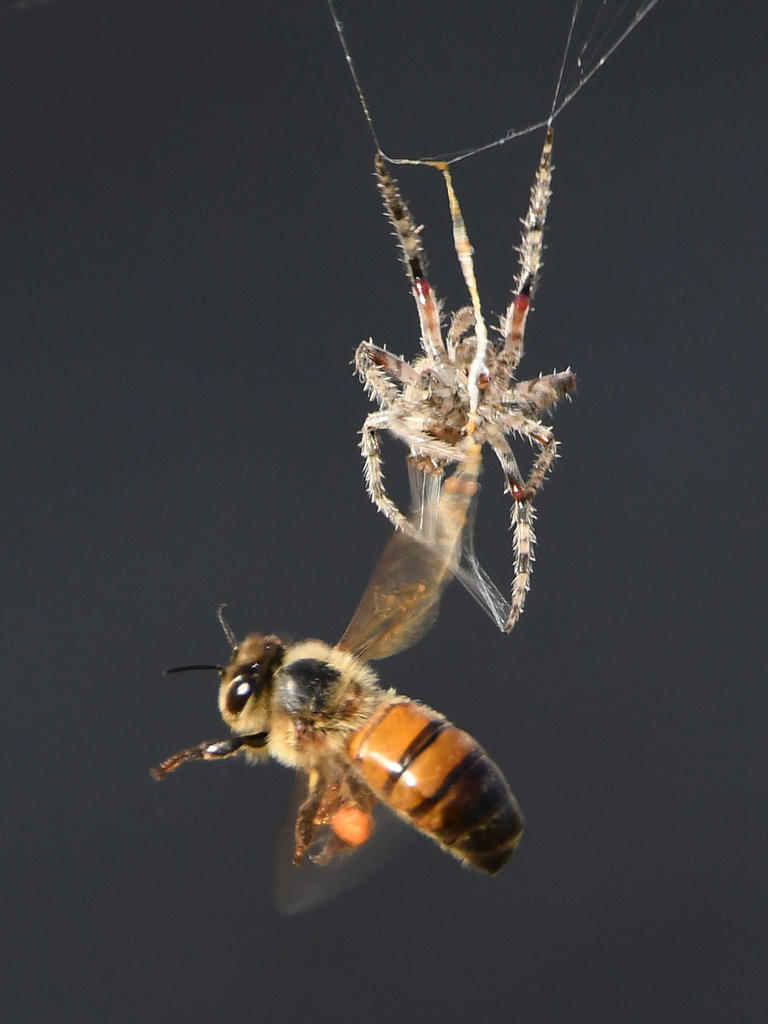 SpiderBee5.jpg
