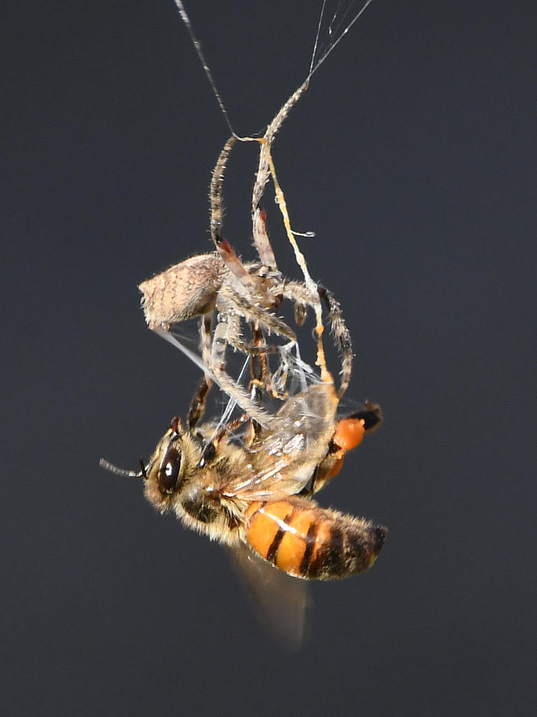 SpiderBee6.jpg