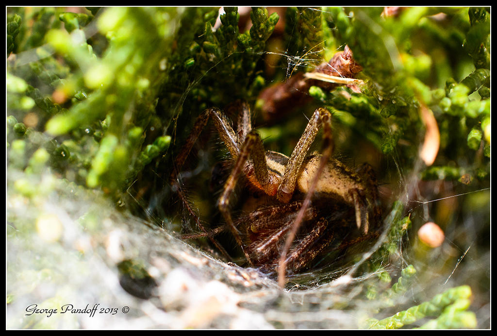 SpiderDinner.jpg