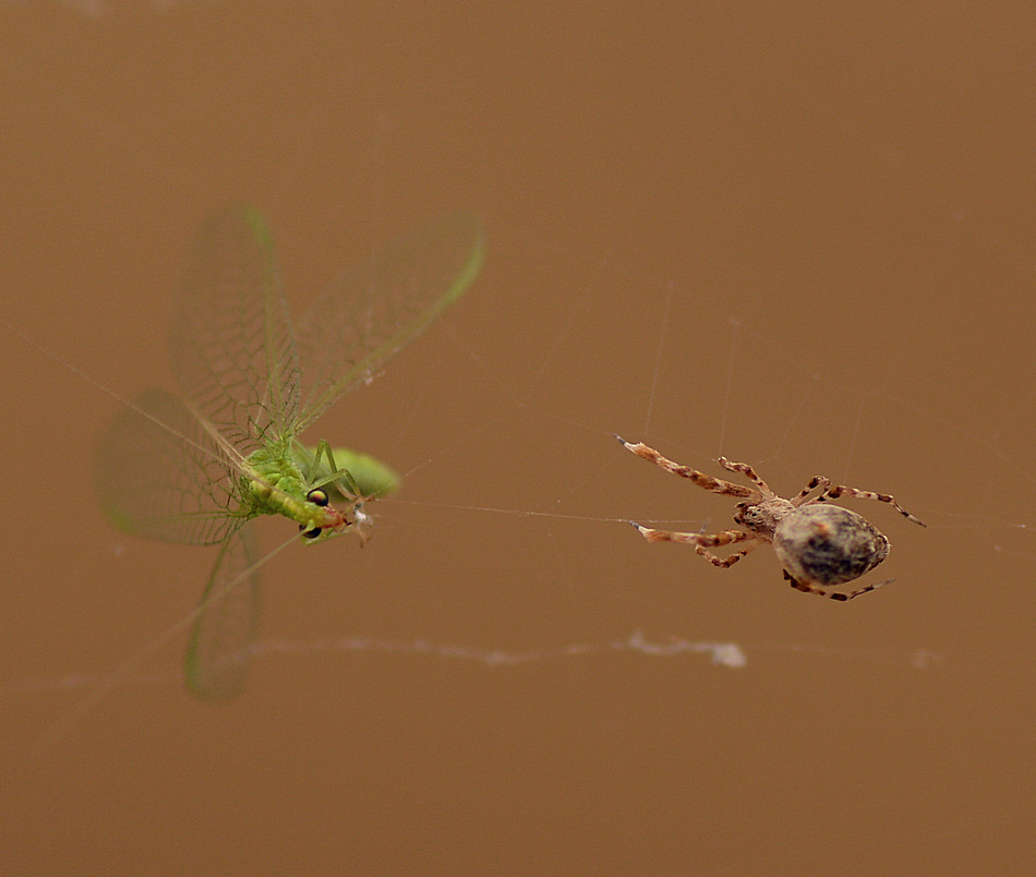 SpiderDinner11Jan2014.jpg