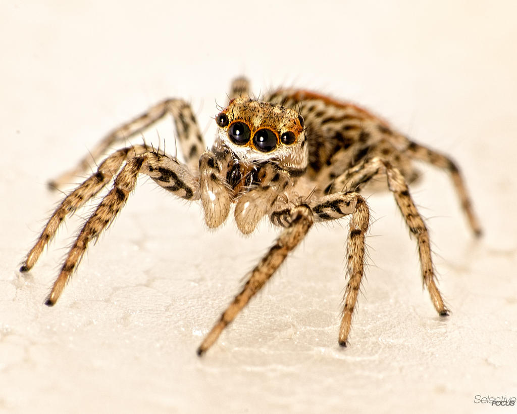 SpiderMacro1.jpg