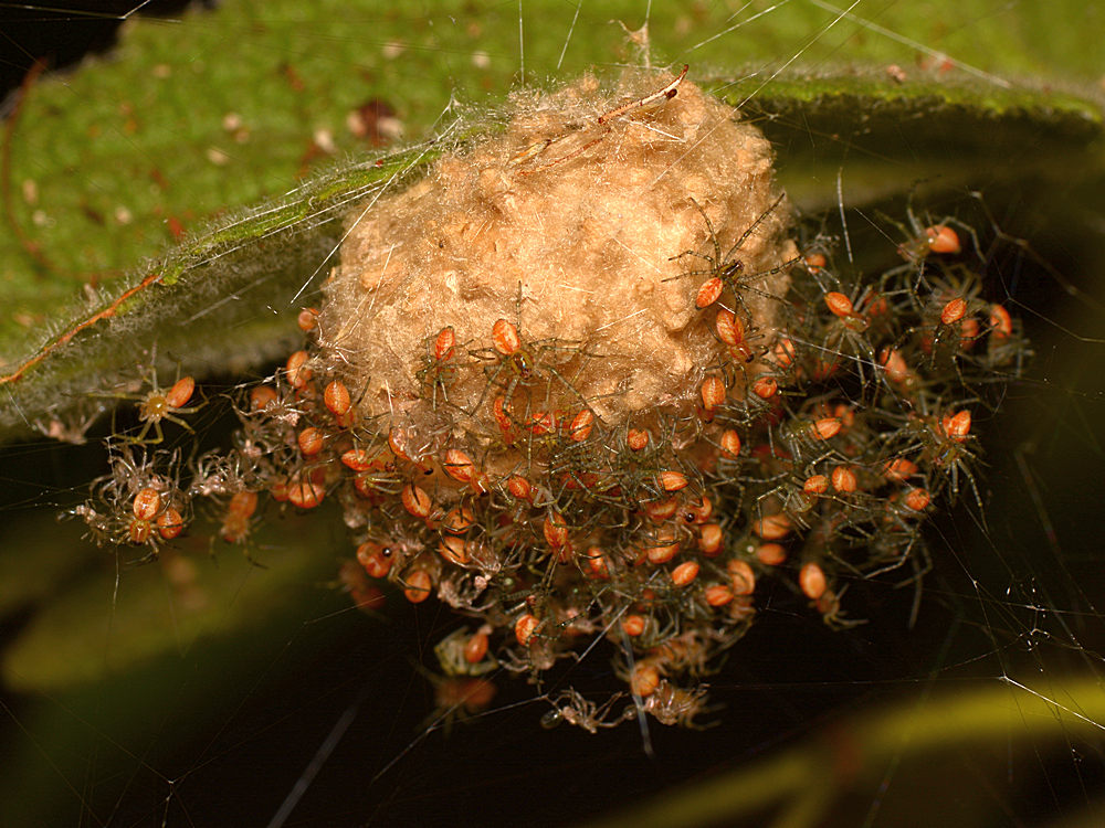 Spiders.jpg