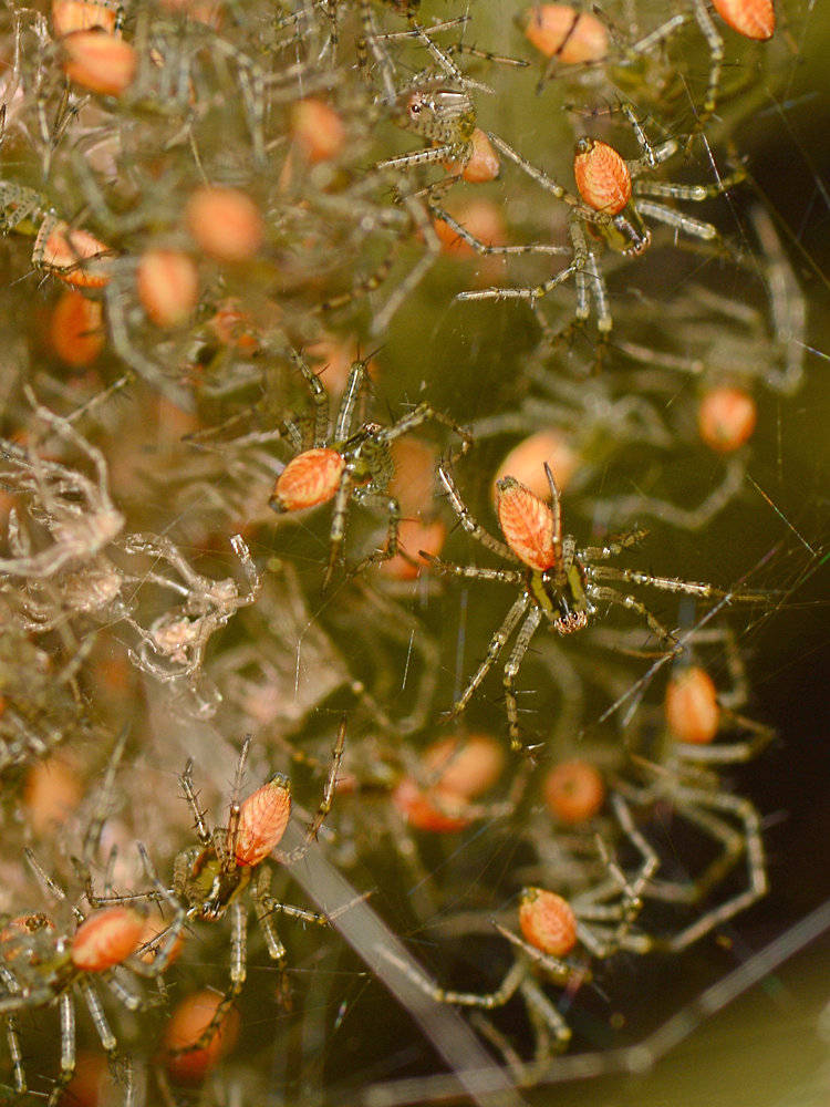 Spiders.jpg