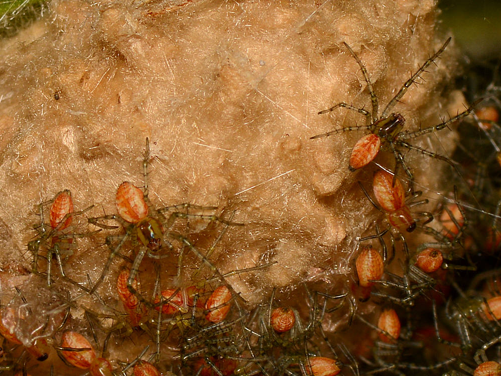 Spiders2.jpg