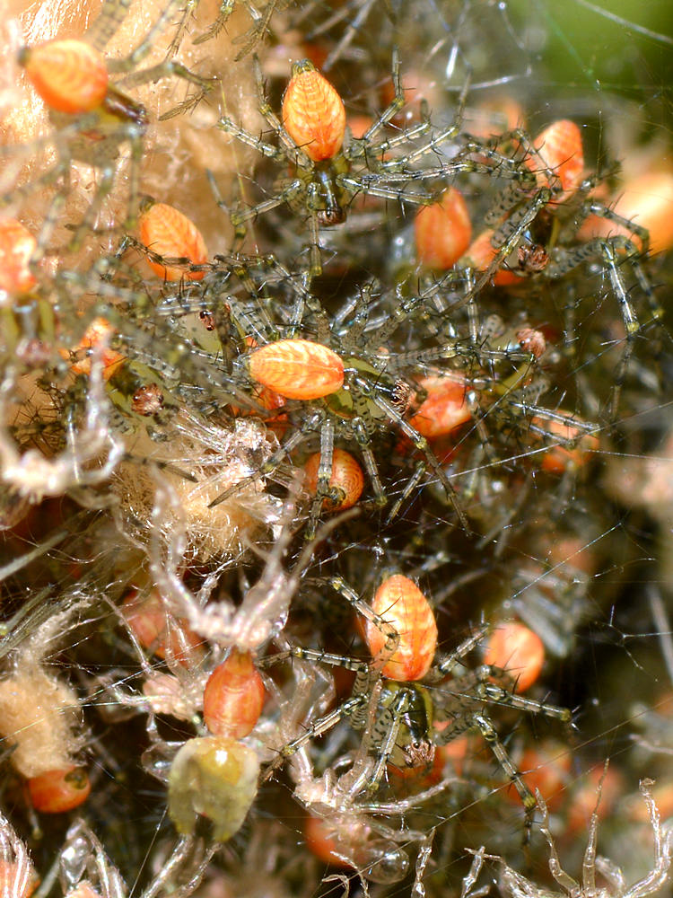 Spiders3.jpg